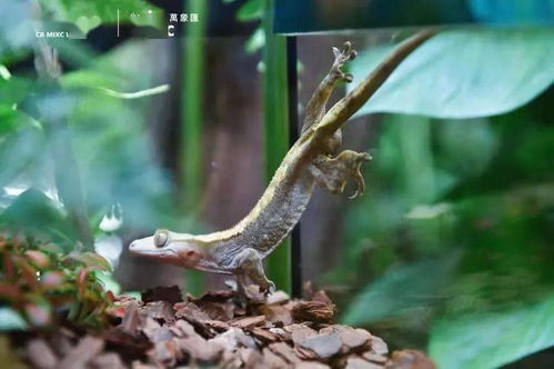 寧波市中心空降熱帶雨林 5000份水母、6000株植物與遠古生物共舞