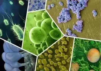 枯草芽孢桿菌的強大之處及其在菌肥中的關(guān)鍵作用分析